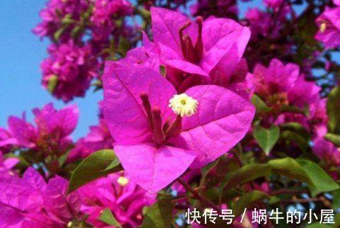 虞美人|农历8月7日开始，养花养个耐看的，花团锦簇，满屋子飘香