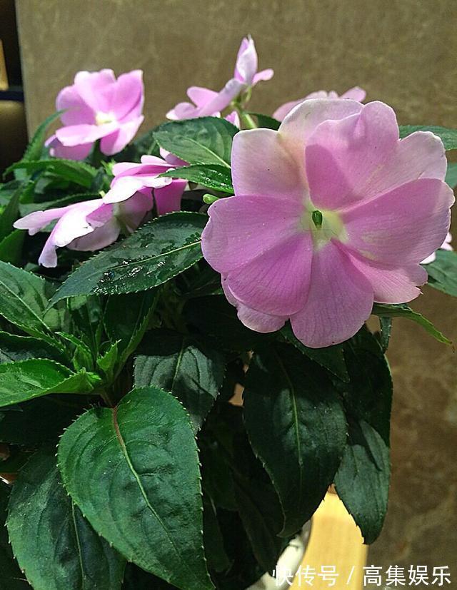 阳台上就养一棵这种“花”,插枝生根,全年都开花,一棵繁殖20棵