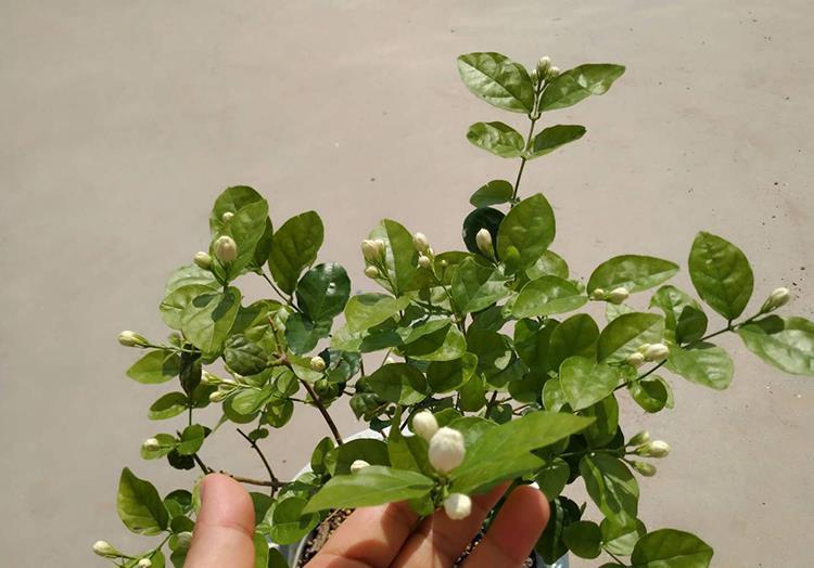 多肉植物|花店买花,避开4种花,里面“猫腻大”,买了难养活,白白浪费钱