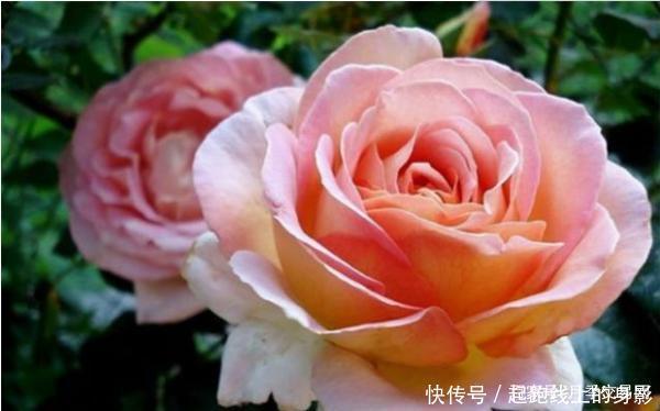 十大浓香月季排行榜,开花比香水还好闻,你喜欢哪种