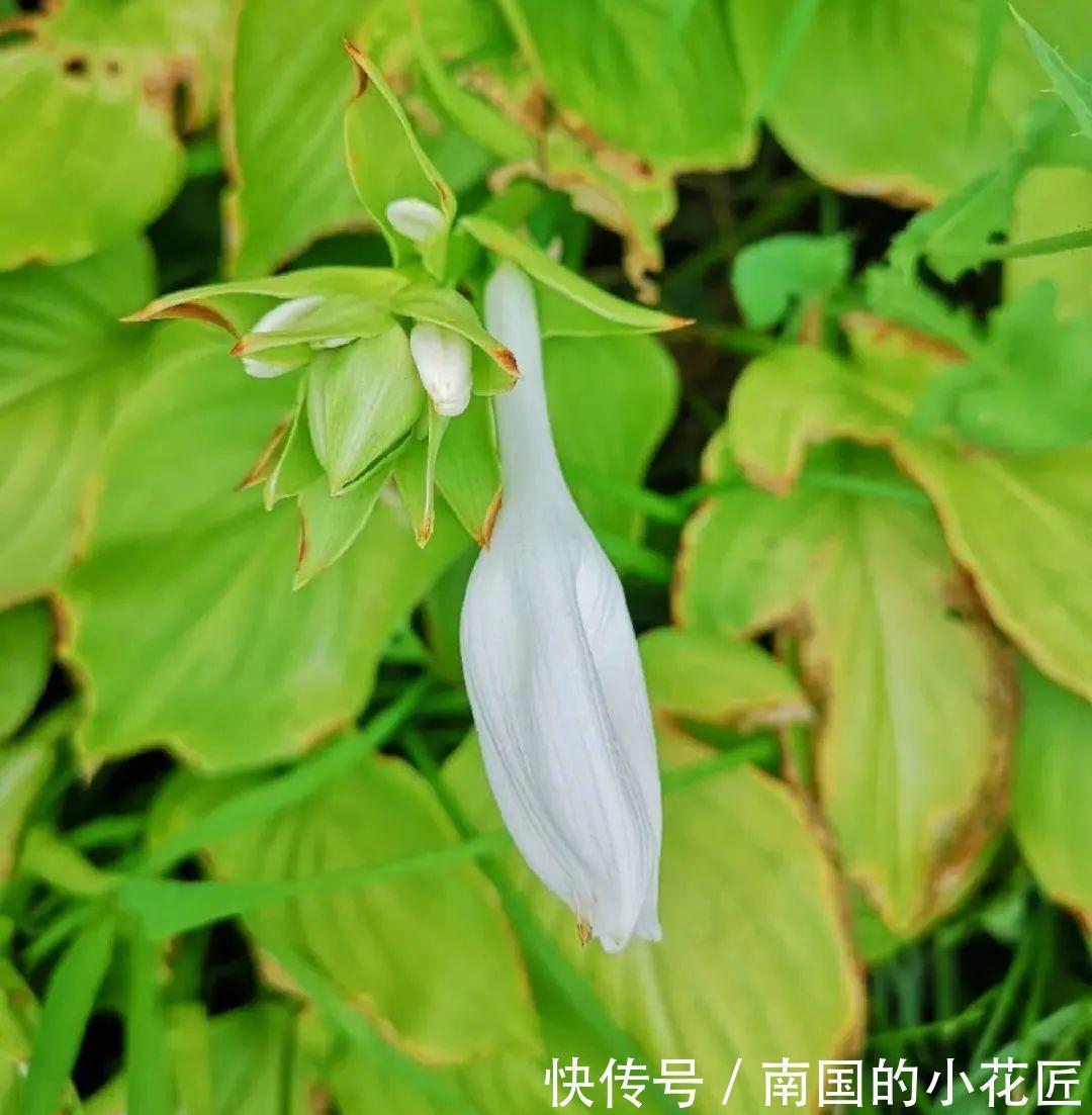 叶片|夏天怕晒的花,赶紧搬到阴凉地儿,再晒成枯杆了