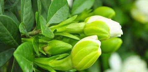 补水|栀子花还没开花花苞就掉了,到底要怎么养才会爆盆