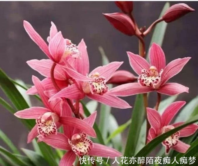 养花就养这几款,全年开花不停,芳香四溢,养在家中香飘满屋