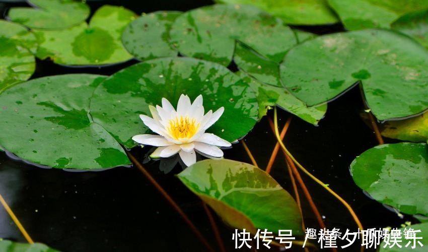 身材高挑|一辈子不缺爱的三生肖女，五官精致身材高挑，还十分有女人味