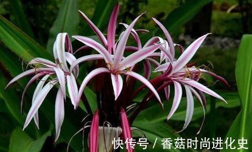 老桩|这三种花不爱喝水没事多晒晒,憋出一圈大花苞,越养越贵气