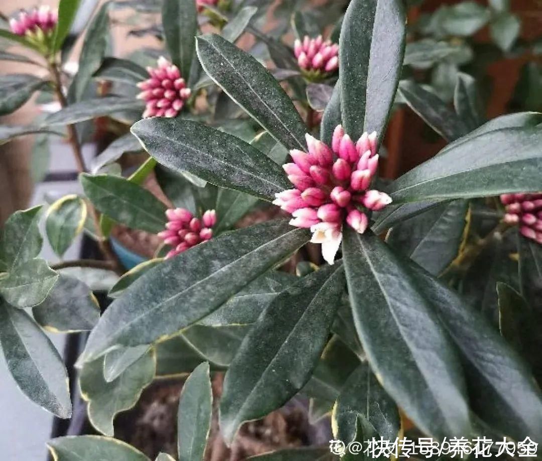 冬天好养的花，皮实不娇气，颜值高上档次，咋养都开花