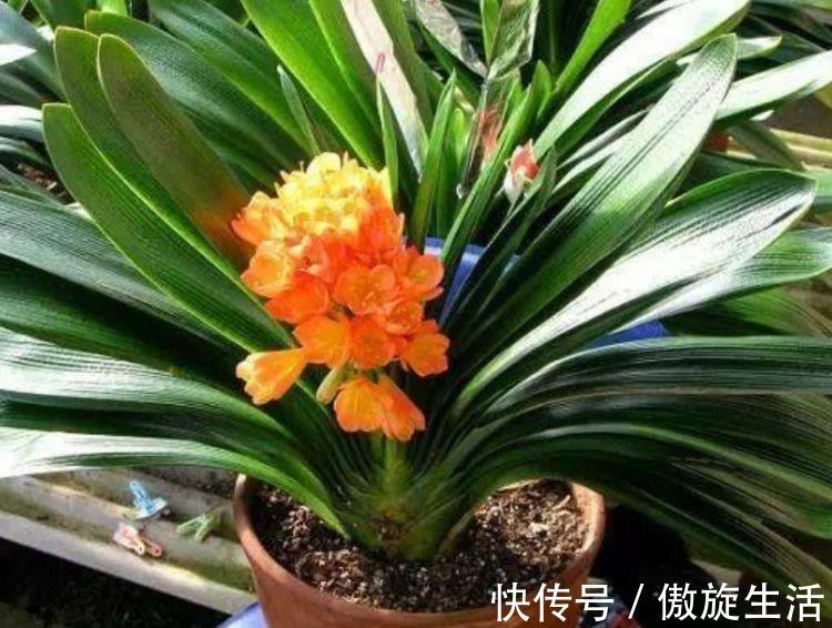 4种花适合养家里,好养漂亮,清新养眼,越来越多人在养