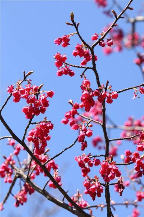 早春除了梅花樱花还有啥 这份赏花攻略了解一下