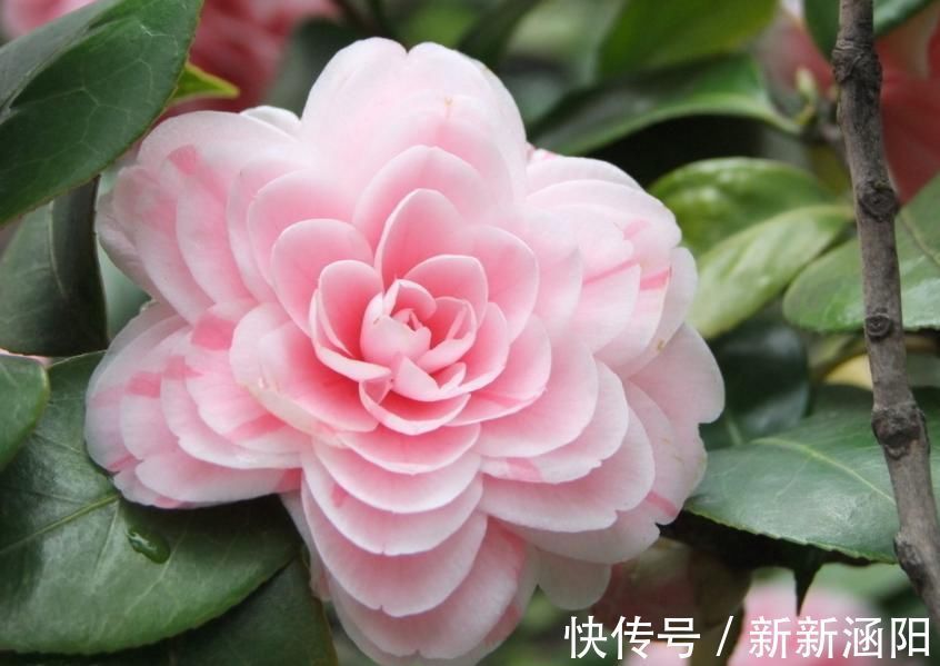 茶花长花苞了,花还没开花苞就蔫了,赶紧救治晚了不开花