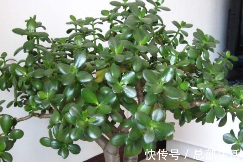 早春回暖,养玉树不能太“着急”,注意这3点,才能叶绿长势旺