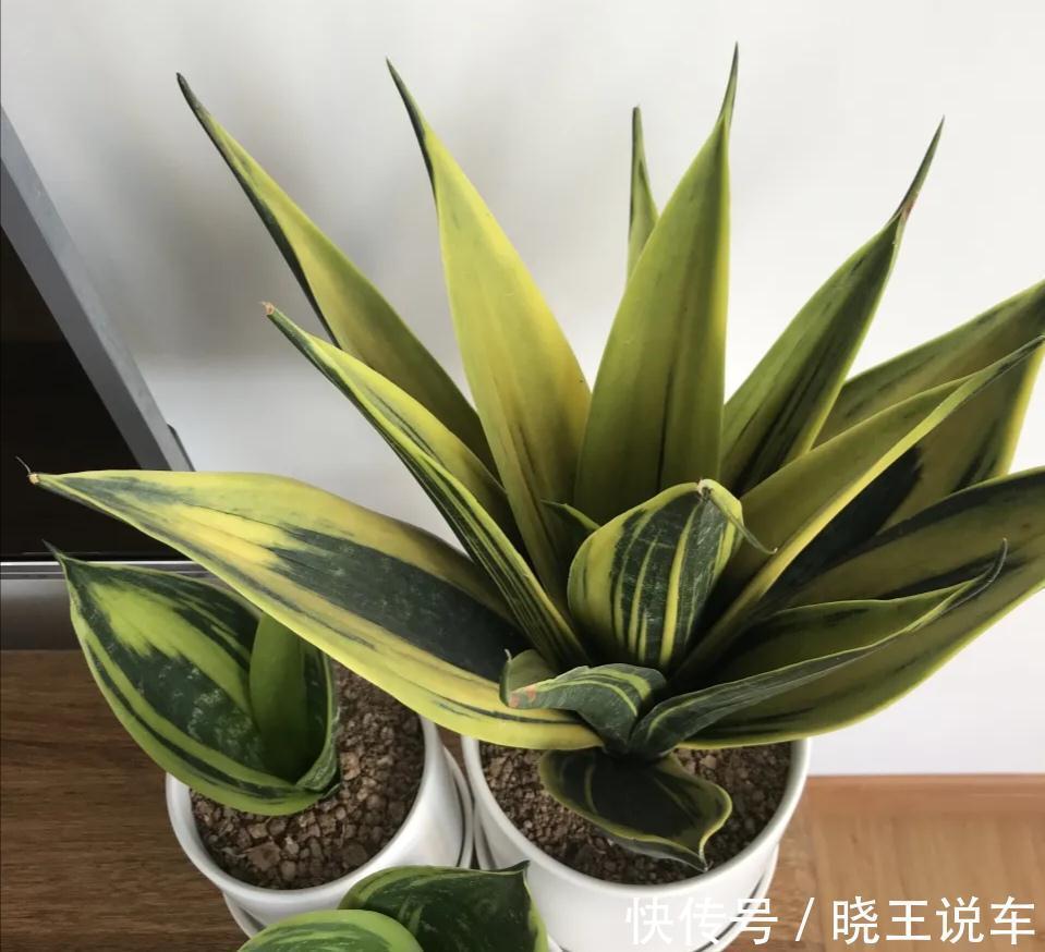 小芽|冬天虎皮兰,正在“虚弱期”,注意3个要点,小芽一个接一个