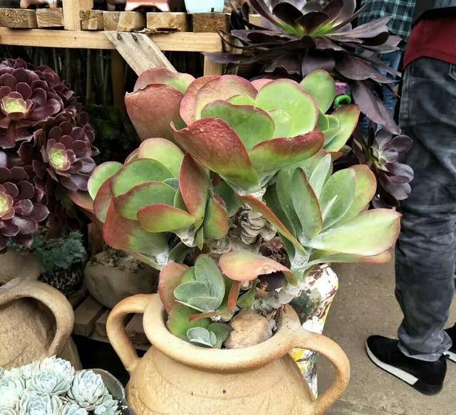 多肉植物用瓷盆栽种还是塑料盆好多肉植物有哪些养殖技术