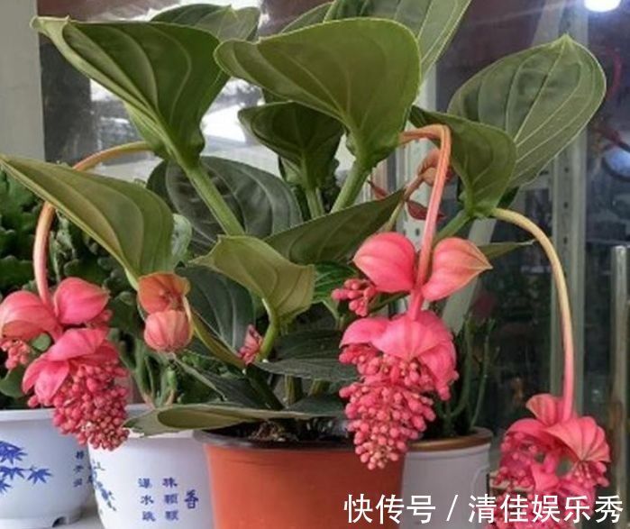 扶桑扶桑|几款经常爆盆的花卉，花色清新美丽，似凤凰振翅，花开妖嫩轻盈