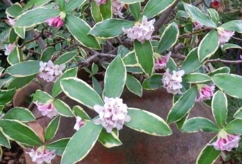 茉莉花|在家养啥花合适此4种随便来一盆,植株长势旺、满屋飘香