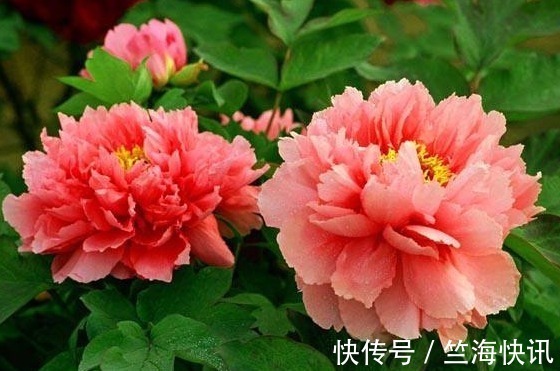 养牡丹花,满足它的“小癖好”,花开上百朵,分分钟养“爆盆”