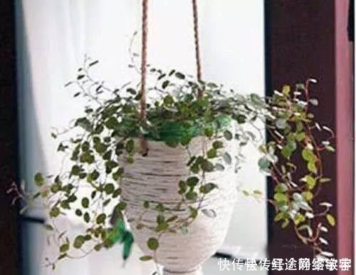 用完的洗衣液瓶千万别扔,它大有妙用!