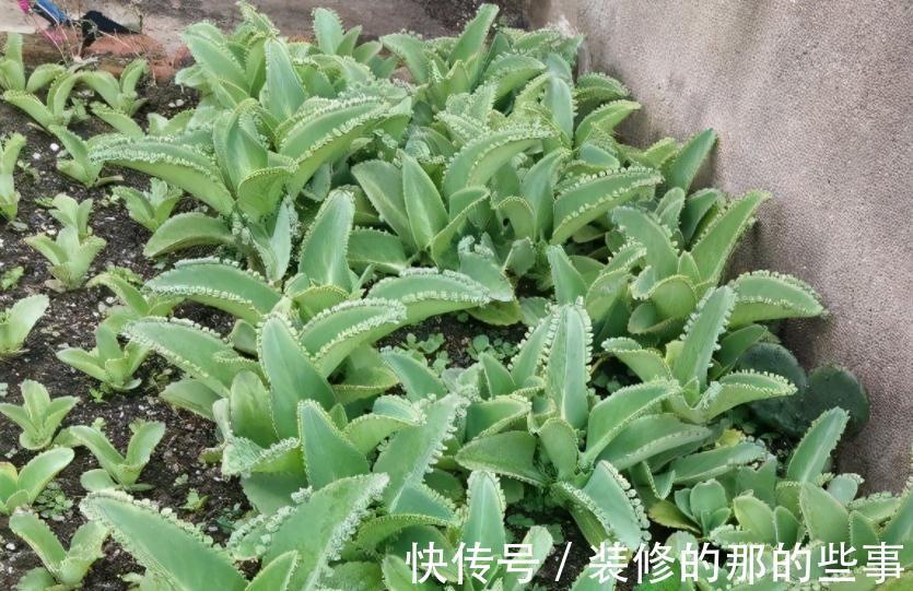 植株|这4种花草是出了名的“养不死”，人人均可入手，不用怕收空盆