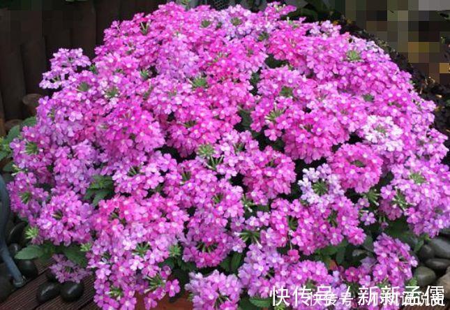 4种花是爆盆能手,开起花来拦不住,开成花海超美的