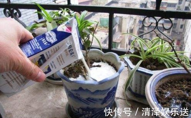 “厨余垃圾”养花也有误区,很多人方法都用错了,难怪养花不好看