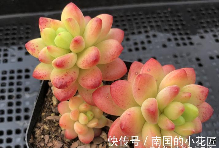 没时间去香格里拉？那养一棵叫香格里拉的多肉吧！味道香香很好闻