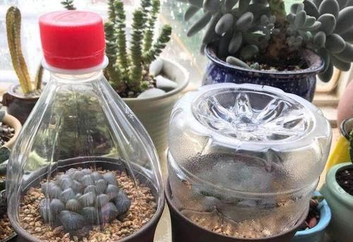 种花|一个小小矿泉水瓶,不但能种花,还可以做扦插,用途原来这么多