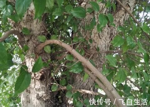 树干|农村树木浑身是刺,砍柴都不要,却不知去皮后价值大,千元一棵