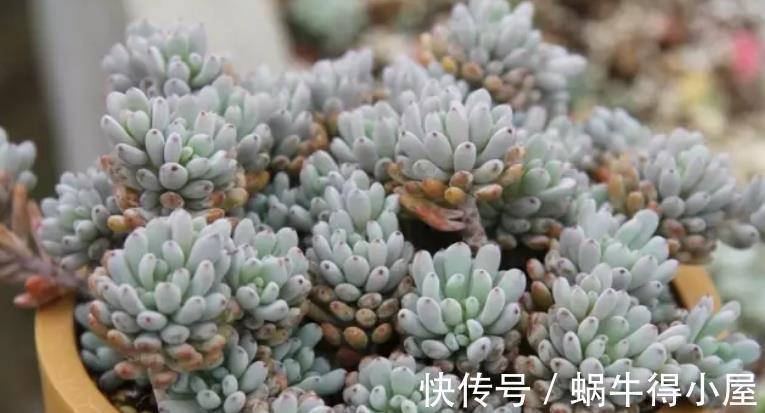 阳台上|从9月12日开始，家养此款花卉，开花色泽鲜艳，五彩缤纷