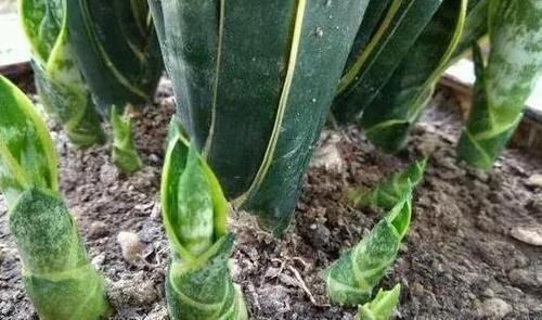 天冷养虎皮兰,做到这些,室内盆栽照样呼呼窜新芽,幼苗挤满盆