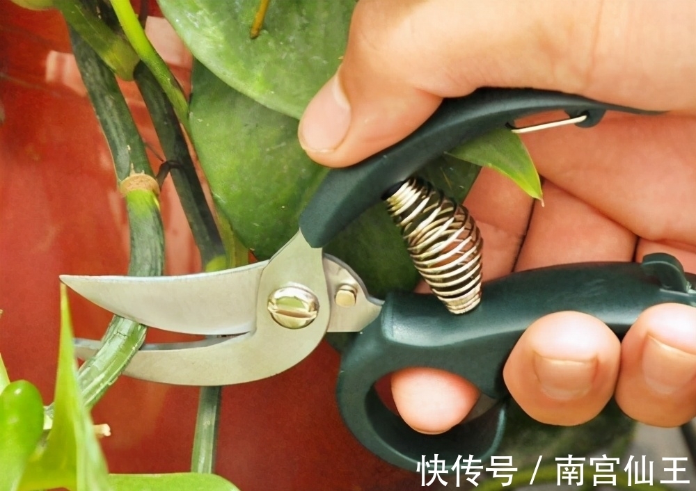 低气温养花,这“3少1多”要注意,否则盆栽熬不过冬天