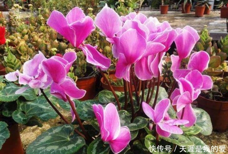 养仙客来盆栽,紧抓4个关键环节,花苞早开放