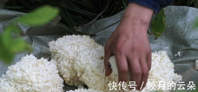 野生|农村中最珍贵的野菜，上百元一斤，能延缓衰老，还可治疗神经衰弱！