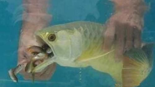 回到|小伙高价买一条金龙鱼回到家中金龙鱼一张口小伙高兴的大喊赚了