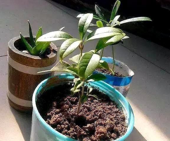 溶液|有5种万能“扦插水”,制作方便,不管什么插穗,只要一泡就生根