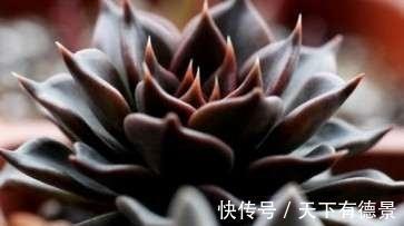 适应能力|暗黑系多肉黑王子，外形硬朗帅气，常被误认为出自东云系