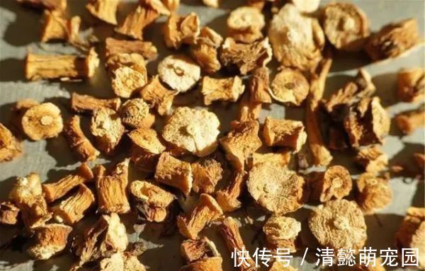 排毒|蒲公英,被称为“药草皇后”,请记住“6功效、7搭配、8禁忌”