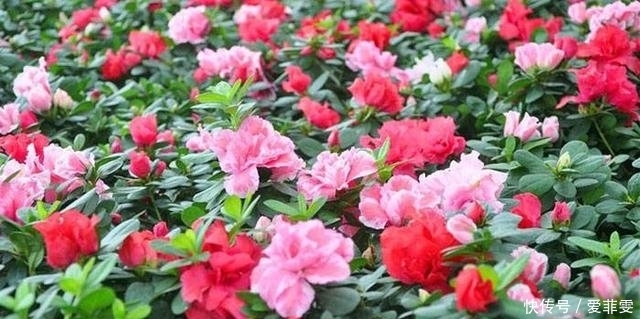 酸性土|杜鹃花怎么养都养不活?没关系,注意这5点就够了!