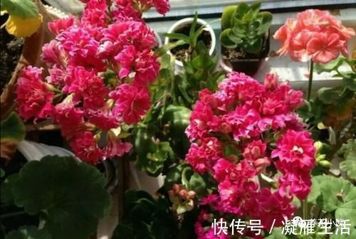 长寿花开完花后,给它做3个“小动作”,还能再开一茬花