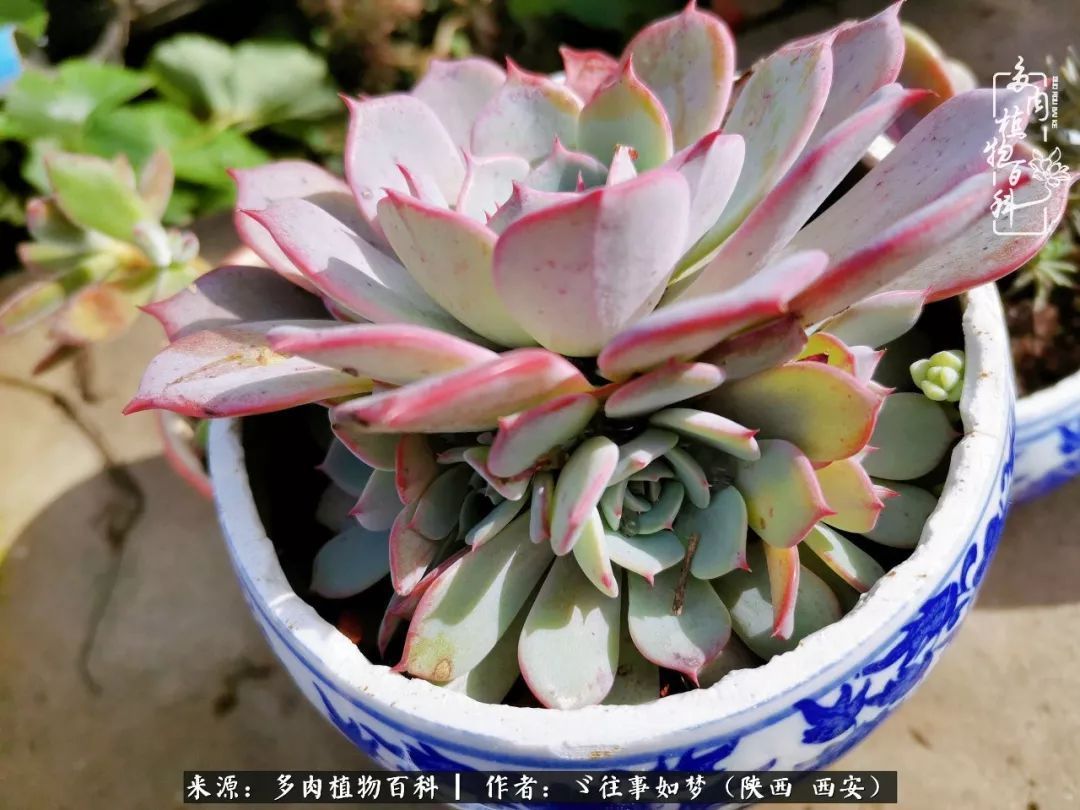 愿你付出甘之如饴,愿你所得归于欢喜!