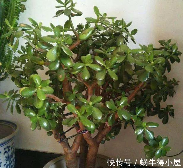 枝条|家庭养这“2种”树,3年就能成“老桩”,不仅好看,而且身价高!