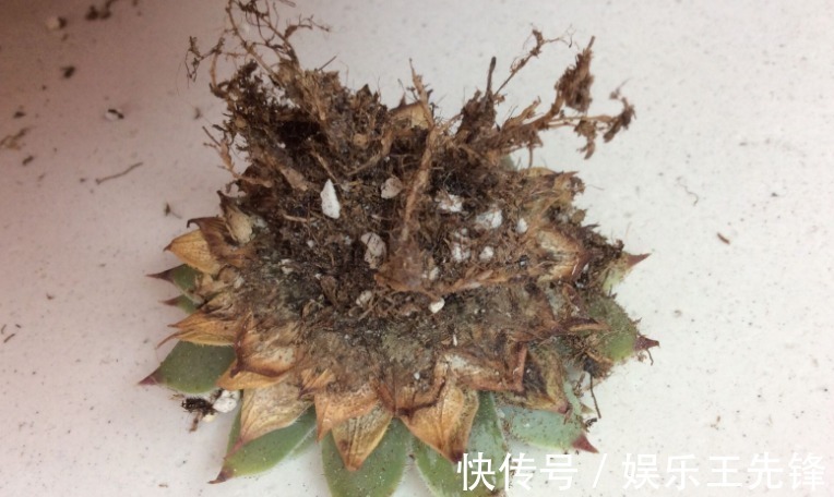 给多肉换盆土期间,没有注意到这些,还不如不动手