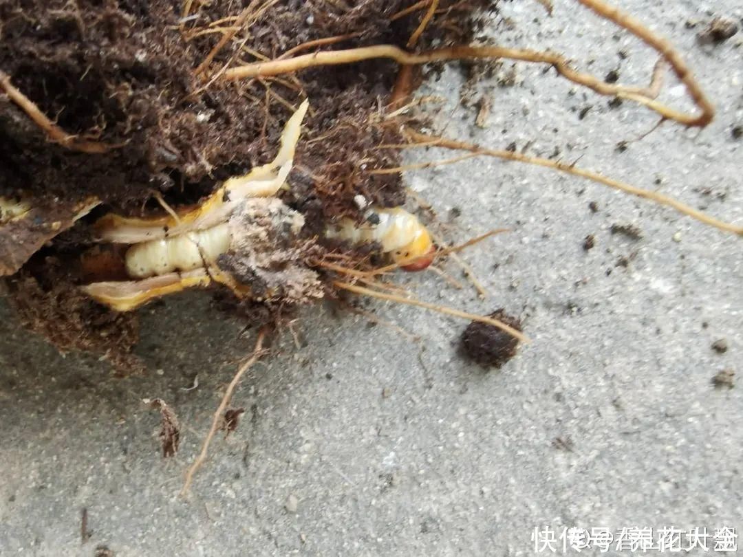 花盆里有一窝蛋，赶紧换盆，不然花都死了