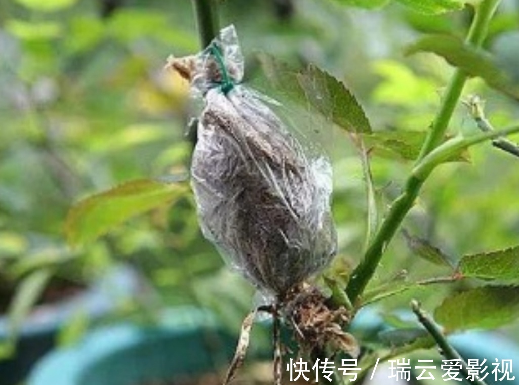 月季别再扦插了,用另1种方法繁殖,更容易成活