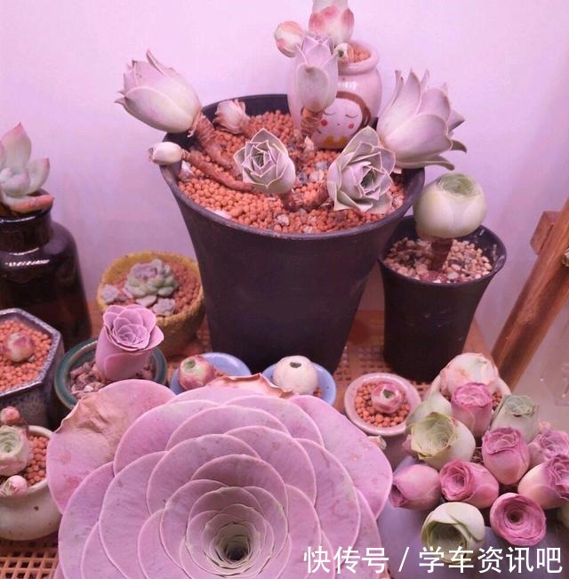 1种多肉“玫瑰”,做成“手捧花”高颜值,养成老桩更加漂亮!