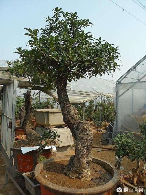 成活率|为什么中大型的花，买回去大多数都活不了，是不会养还是其他原因？