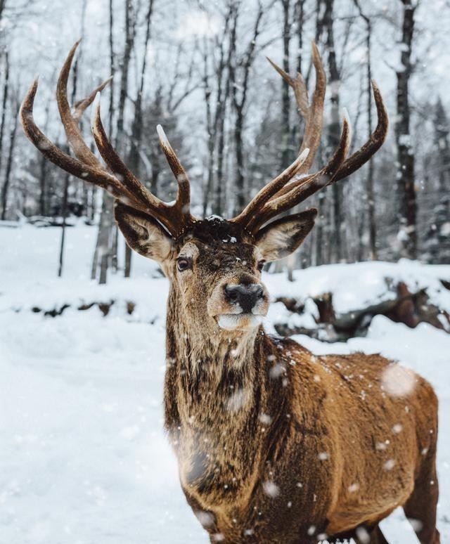 幽香|王安石很著名一首梅花诗,短短4句传唱1000多年,最后10字太惊艳