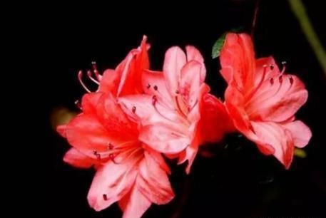 叶子|为什么每年养杜鹃都是开花过后,养到后期就掉叶子死了呢?