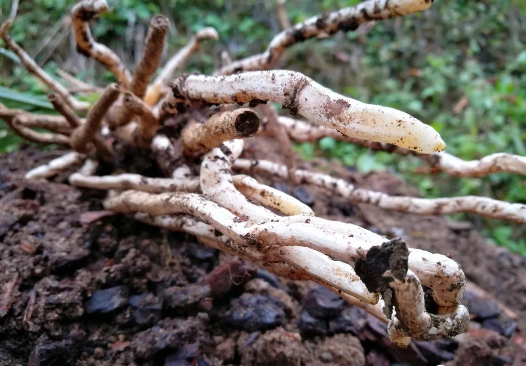 高温|夏天高温，兰花烂根怎么办？这样处理效果好，20天就会长新根芽