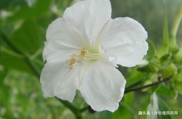 居家养花,这3种“疾病花”千万不要在家养,严重影响家人的健康