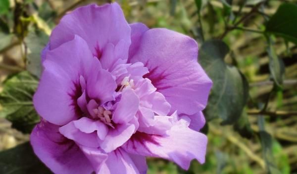 烧香拜佛|去寺庙进行烧香祭拜时,切记3大禁忌,如果触碰了拜佛毫无意义