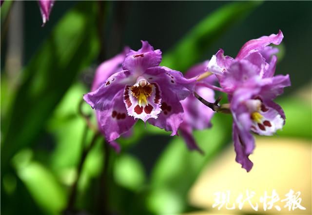 树兰、巨兰、兜兰……你见过这些神奇的兰花吗？